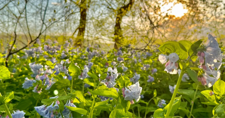 These 4 nature trails in Virginia are springtime magic
