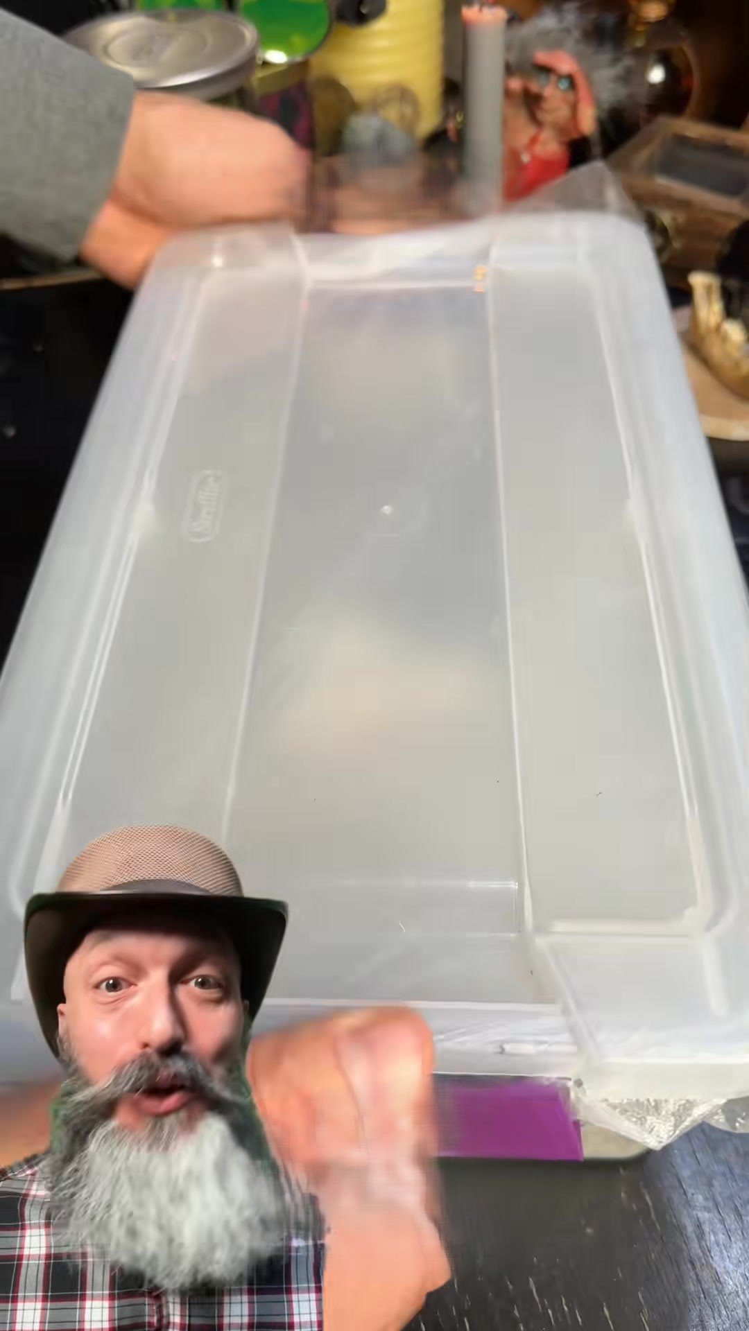 Children’s pythons hatching soon