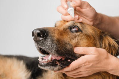 犬が失明する『5つの病気』目が見えなくなってしまう要因や治療法まで