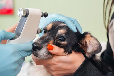 犬が失明する『5つの病気』目が見えなくなってしまう要因や治療法まで