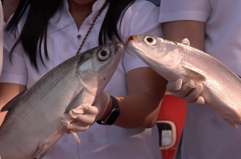 Bangus Rodeo highlights Dagupan’s fish industry pride