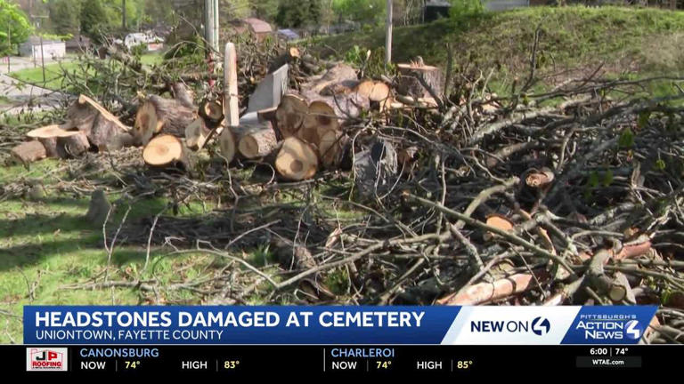 'It's shocking to me': Families upset after trees break, cover veteran ...