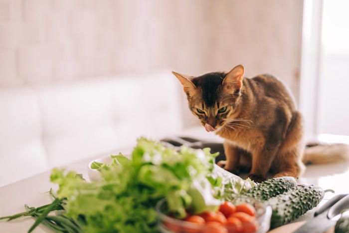 猫に食べさせてはいけない『危険な野菜』4選 命に関わる理由や誤飲時に取るべき対処法