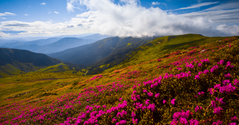 These 4 nature trails in Virginia are springtime magic