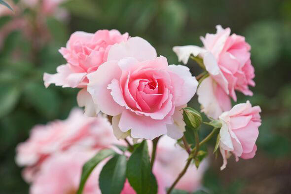 I'm a gardening expert - now's the perfect time to plant this UK garden ...