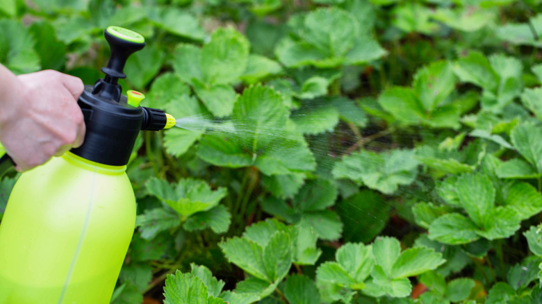 The unexpected kitchen scrap that makes a perfect DIY garden fertilizer