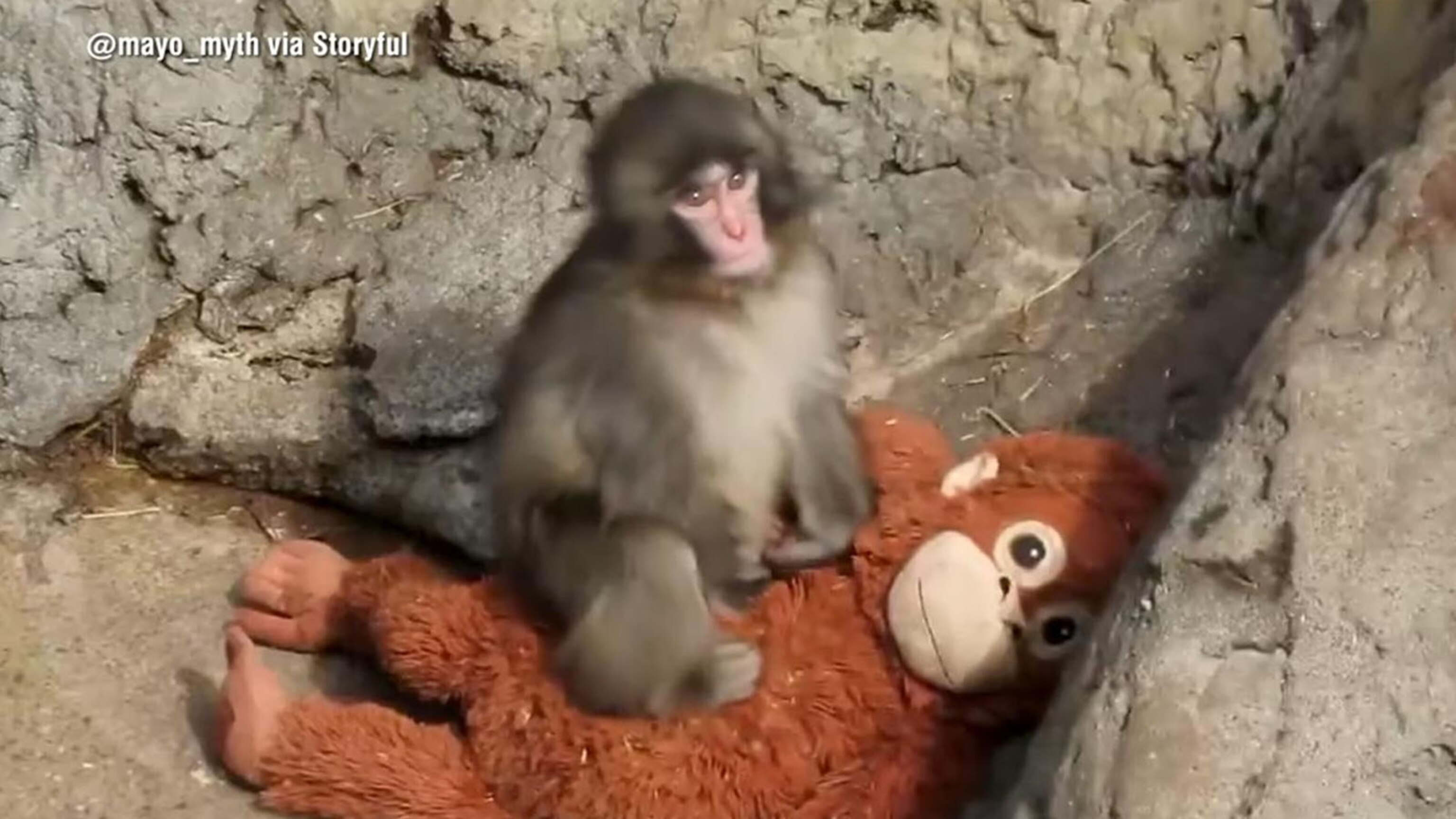 The internet’s favorite monkey continues capturing hearts