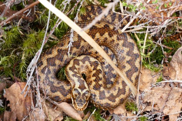 Venomous snakes spotted in the New Forest
