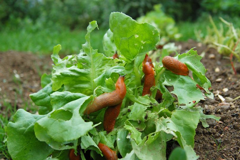 Slugs will stay clear of garden if you place 1 natural item they hate ...