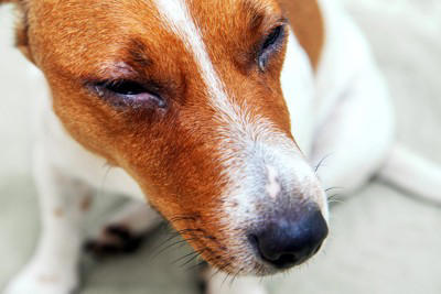 犬が失明する『5つの病気』目が見えなくなってしまう要因や治療法まで