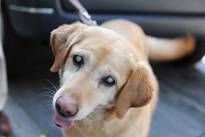 犬が失明する『5つの病気』目が見えなくなってしまう要因や治療法まで