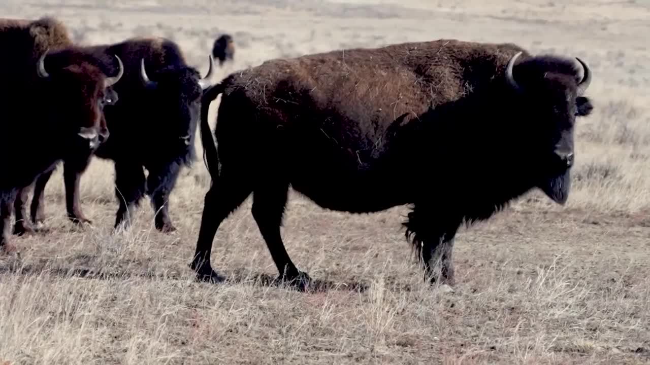 Montana Ag Network: A fight over bison grazing in the plains