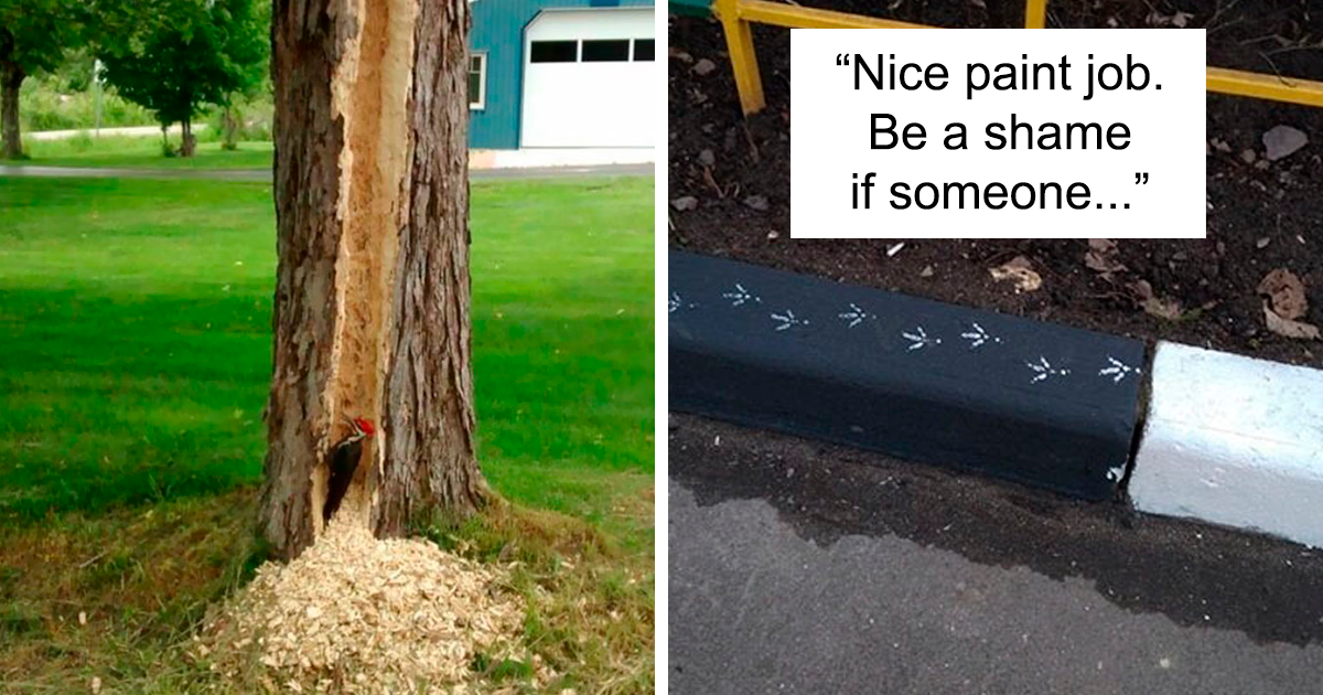 48 times birds acted badly and got called out online