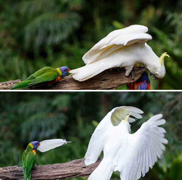 48 times birds acted badly and got called out online