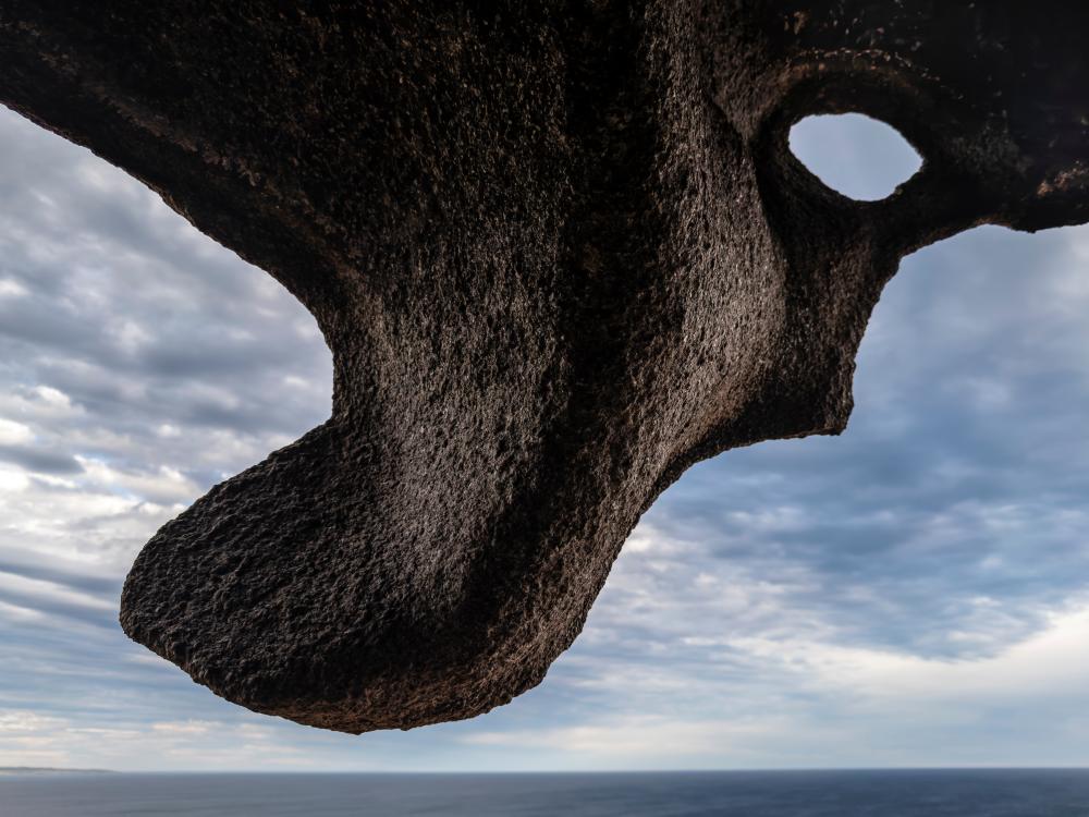 ‘I want people to see nature as a wondrous work of art': Jon McCormack's best phone picture