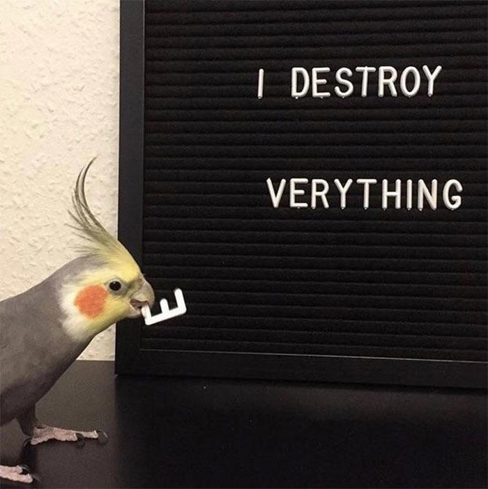 48 times birds acted badly and got called out online