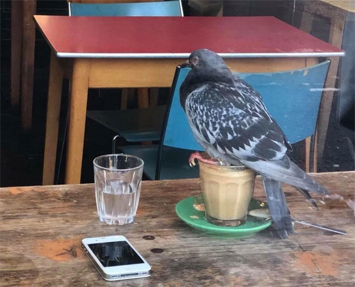 48 times birds acted badly and got called out online