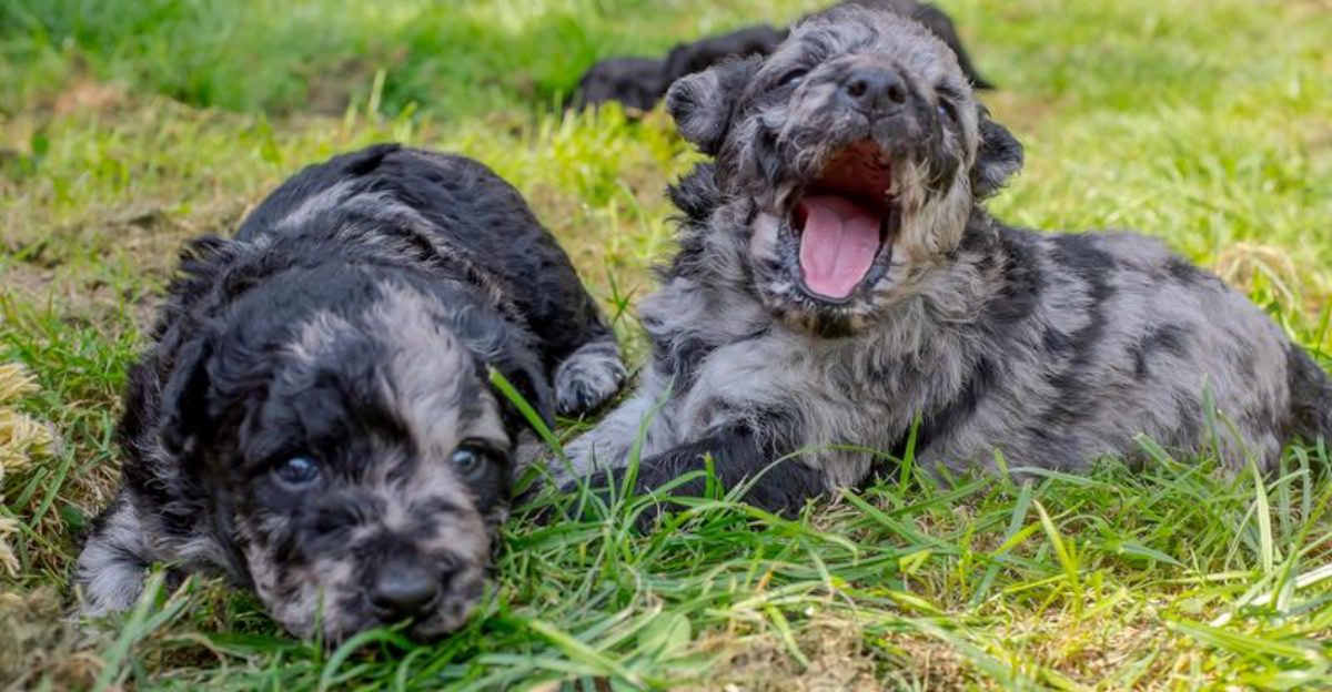 According to vets, these 10 uncommon dogs deserve attention