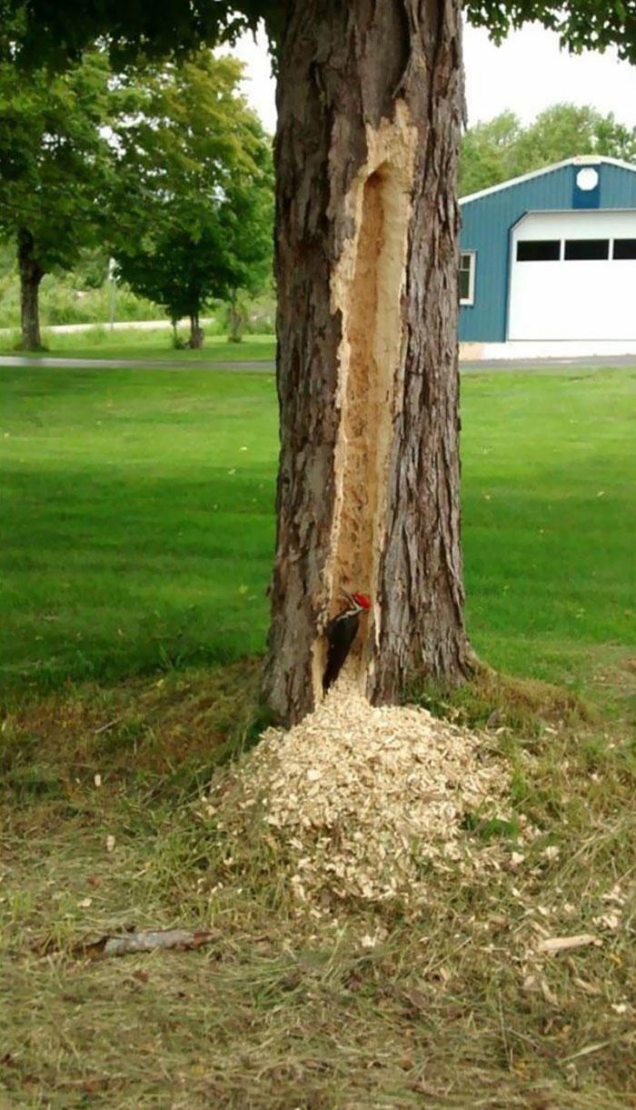 48 times birds acted badly and got called out online