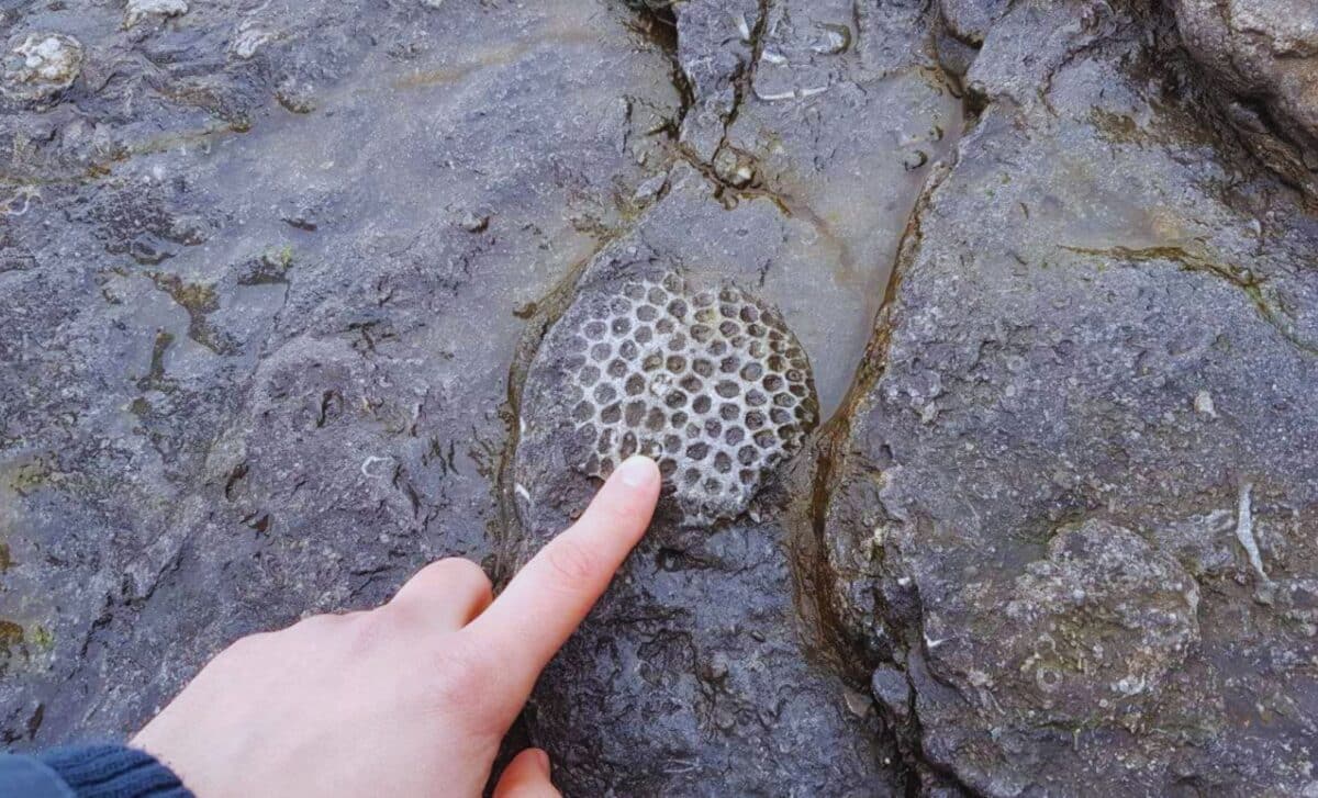 Scientists May Have Found the Oldest Animal on Earth Hidden in A Remote ...