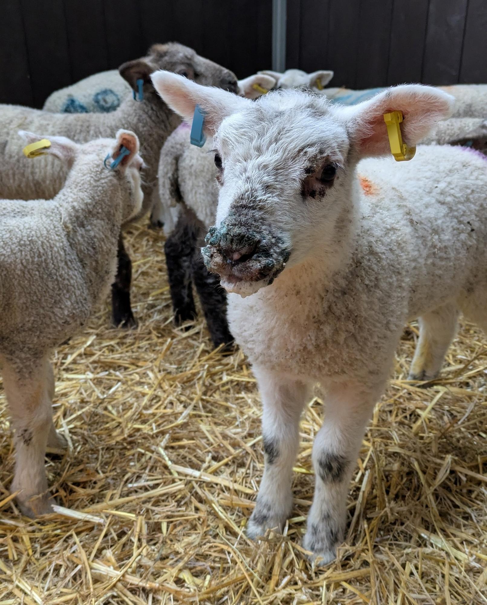 New Royal Veterinary College research sheds light on orf management on ...