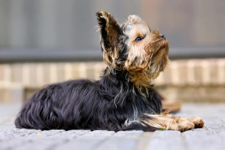 These are 10 warning signs you should reconsider getting a Yorkie