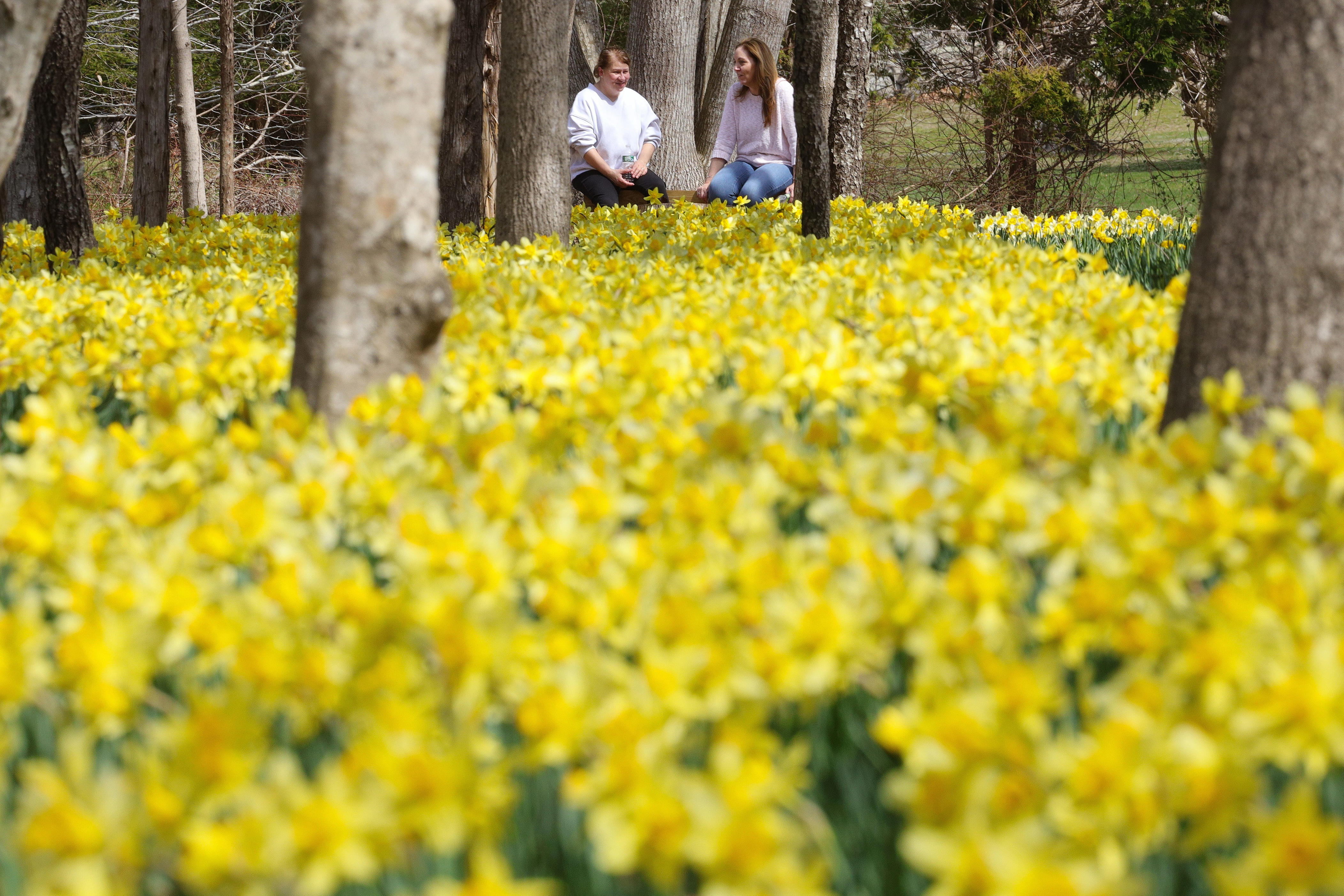 Daffodils are in bloom at Parsons Reserve, a hidden Dartmouth gem