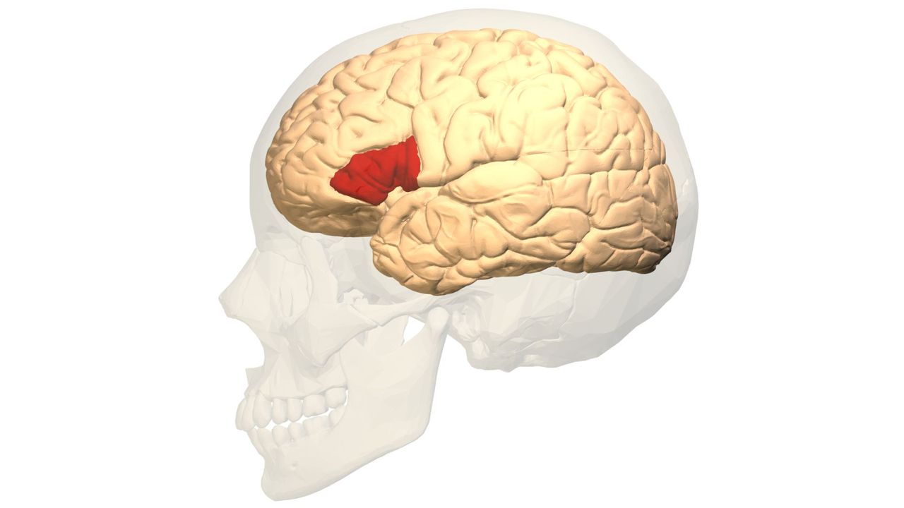Science history: Doctor identifies key brain region for spoken language