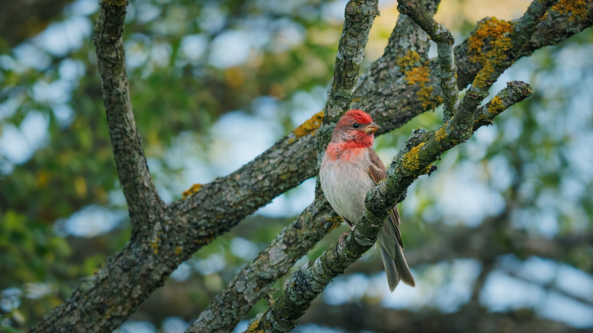 Camera-val legt een klein vogeltje vast dat vanaf de bomen toekijkt