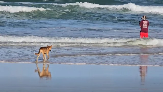 'Not a normal behavior': Dingo approaches fisherman in unusual encounter