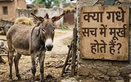 Understanding the misconception of donkeys: Why calling someone a ...