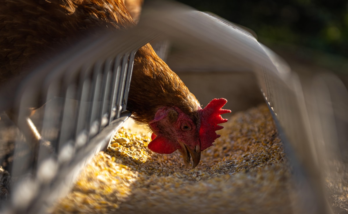 Karnataka reports first bird flu case of 2026, thousands of chickens culled