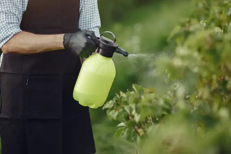 Dealing with garden pests without using harsh chemicals: my go-to methods