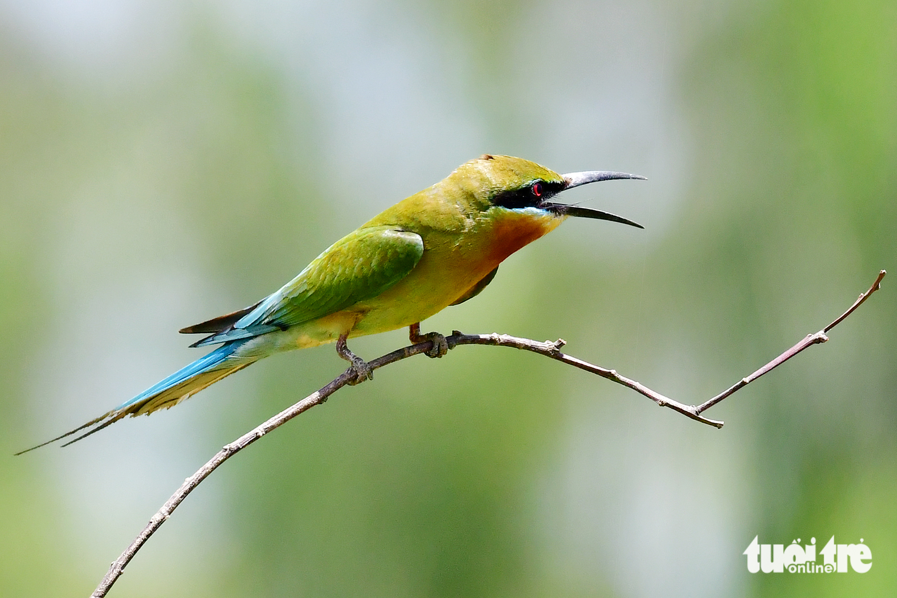 Ngắm khoảnh khắc đáng yêu của chim trảu đuôi xanh ở miền Tây