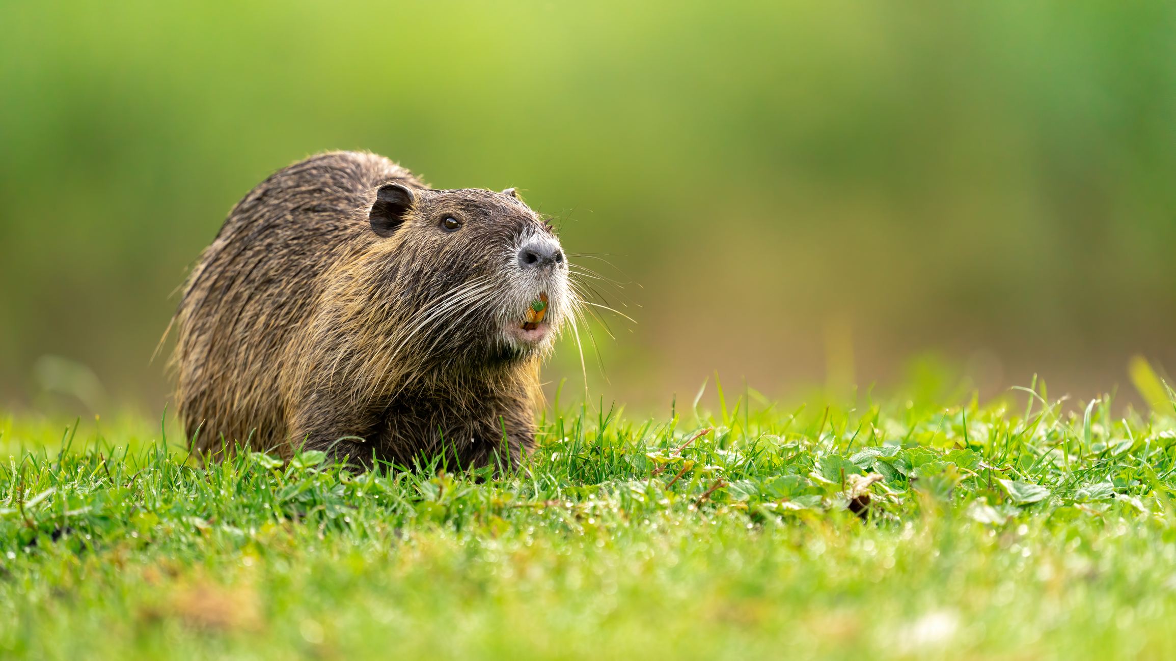 Invasive rodent may not have come to California by accident