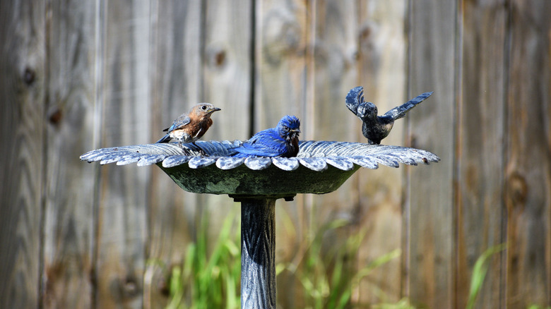 skip-the-bird-feeder-plant-these-two-flowers-around-your-bird-bath-instead