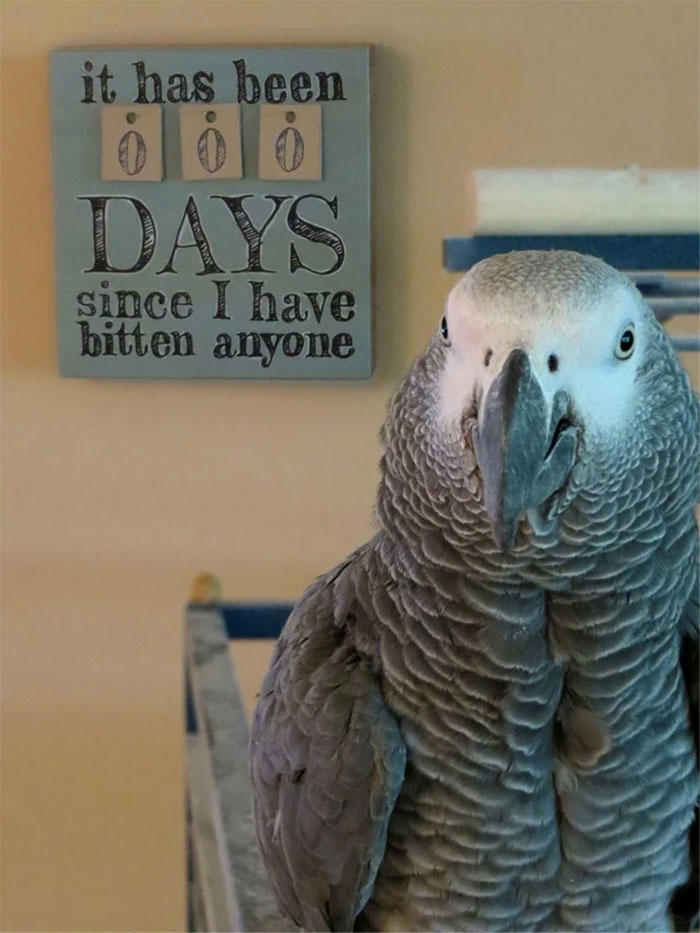48 times birds acted badly and got called out online