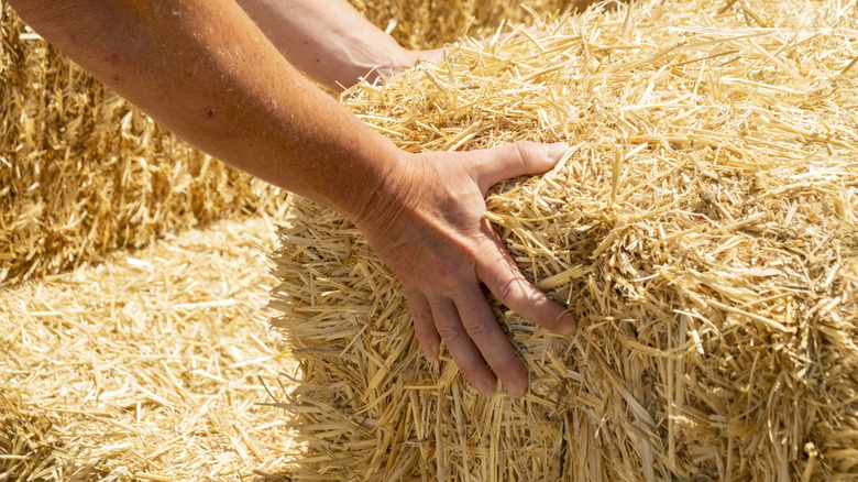 Straw mulch does more than just keep your garden watered while you travel