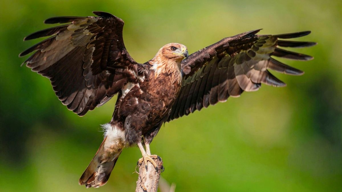 What is the national bird of Mexico? Know why it is important