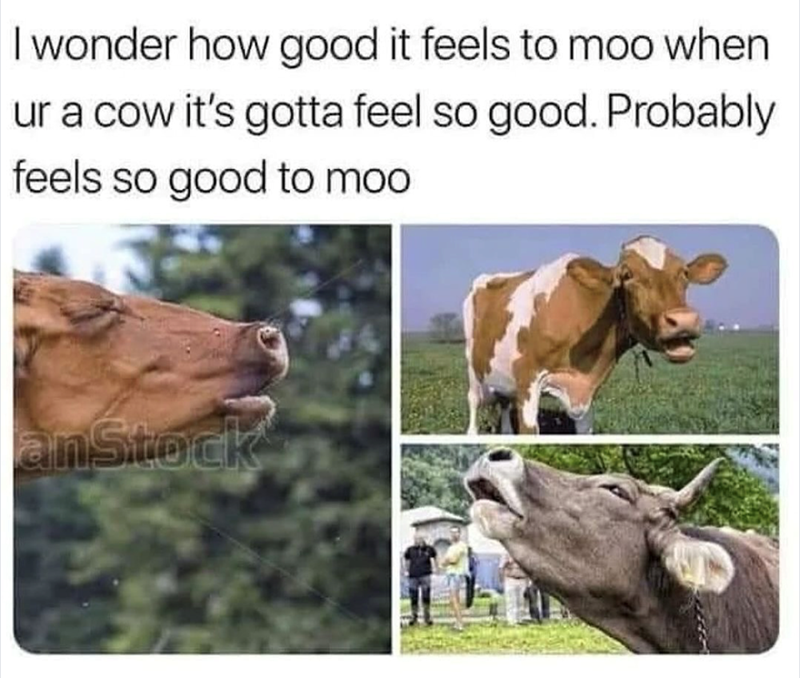 31 cow memes to moo-ve your mood in the right direction