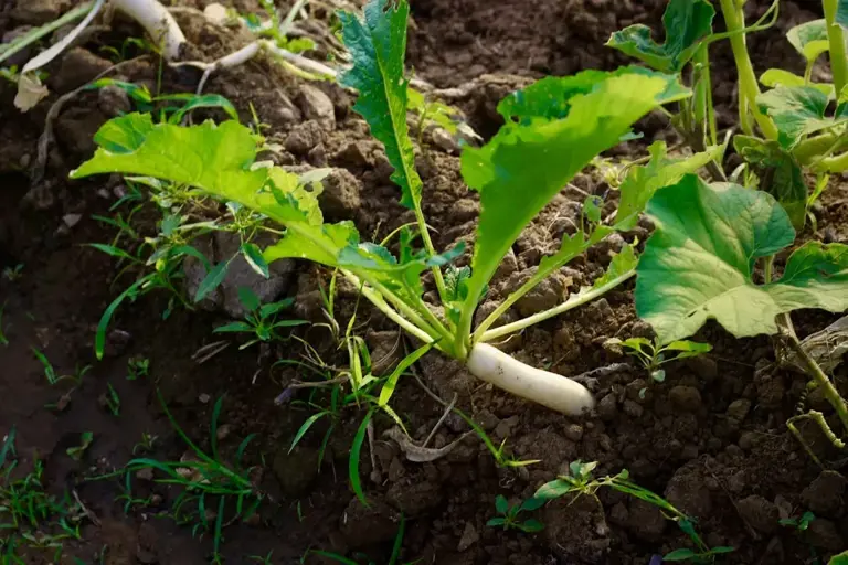 Dealing with garden pests without using harsh chemicals: my go-to methods