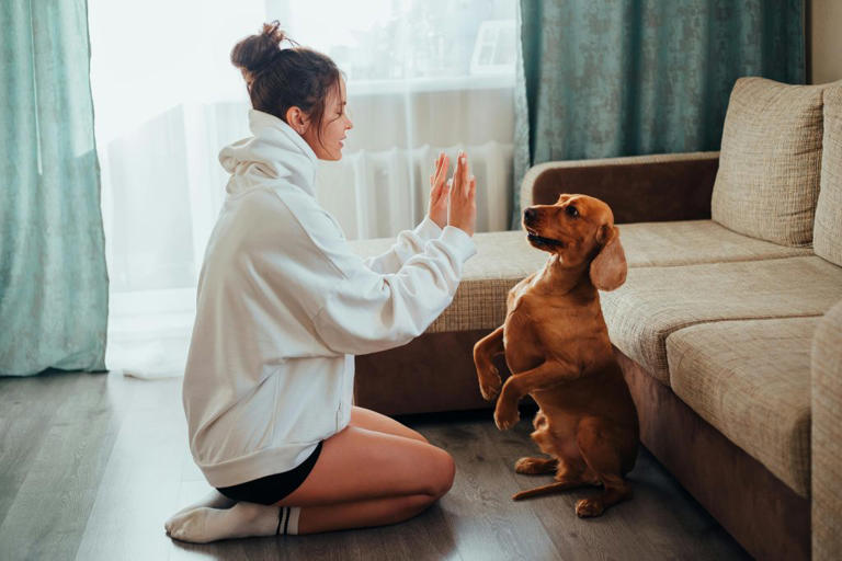Image showcasing 7 signs your dog has separation anxiety, experts say most owners miss ...