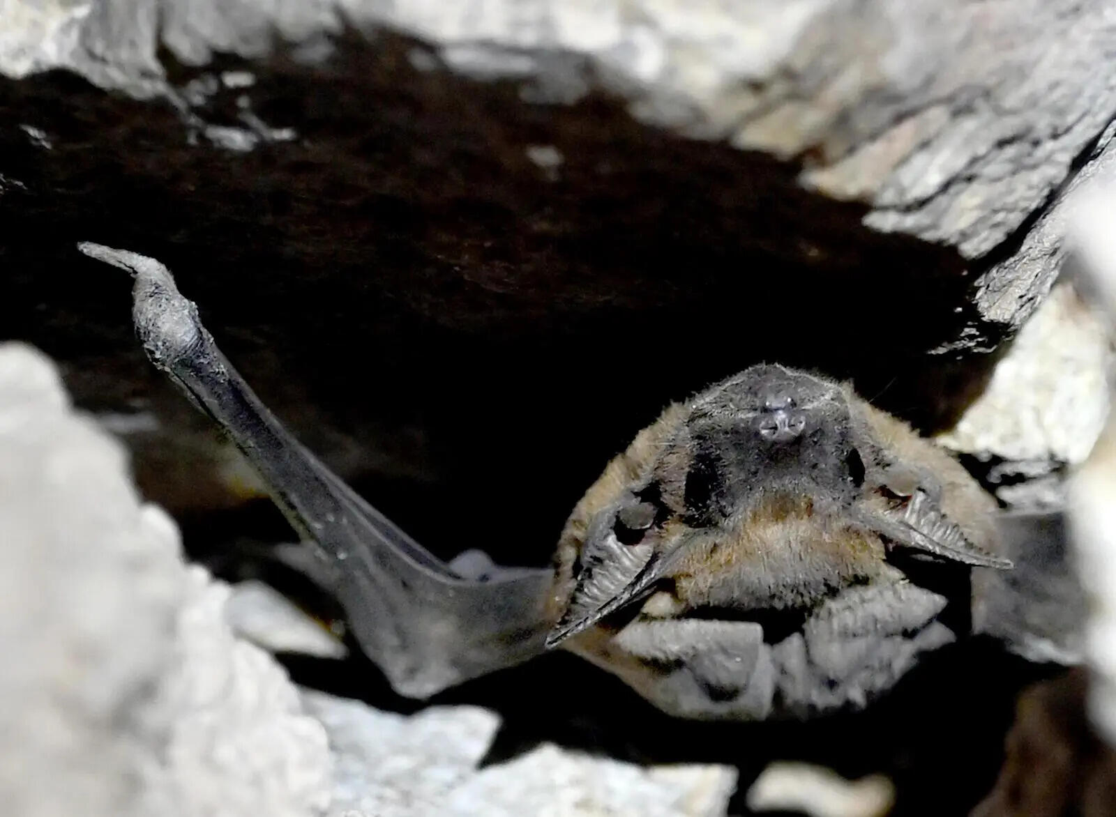 Bats in the bastions: A wild side of Tughlaqabad revealed