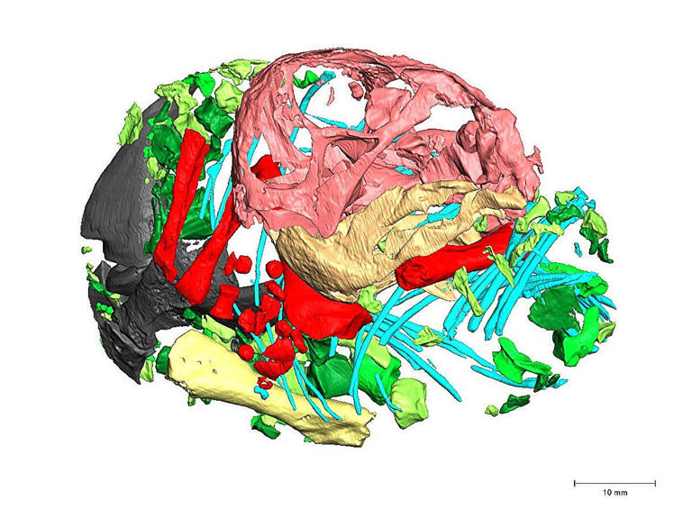 250-million-year-old fossil proves that mammal ancestors laid eggs