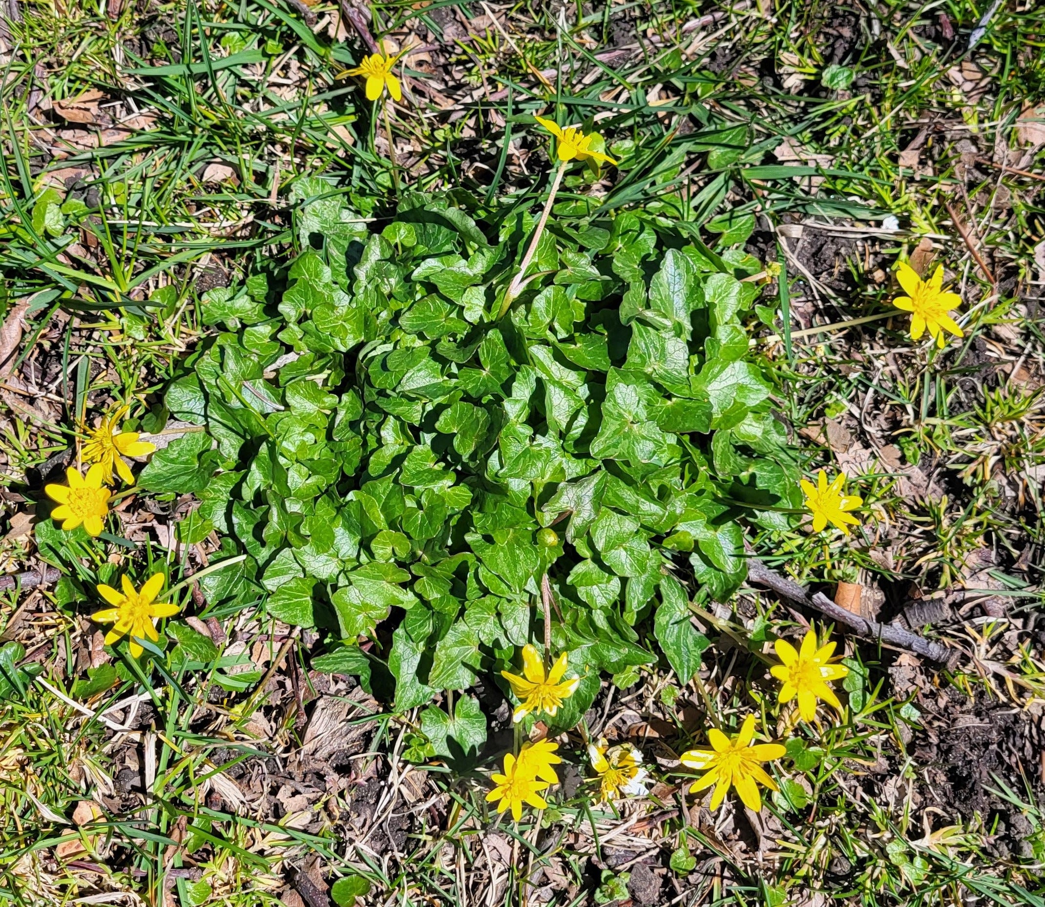 Invasive plant is blooming. Why DNR wants you to look for it now