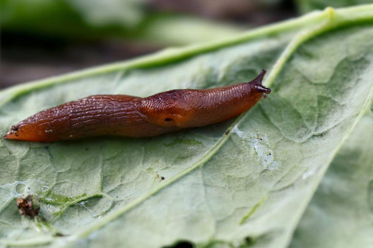 Monty Don's top tips for getting rid of garden slugs and snails naturally