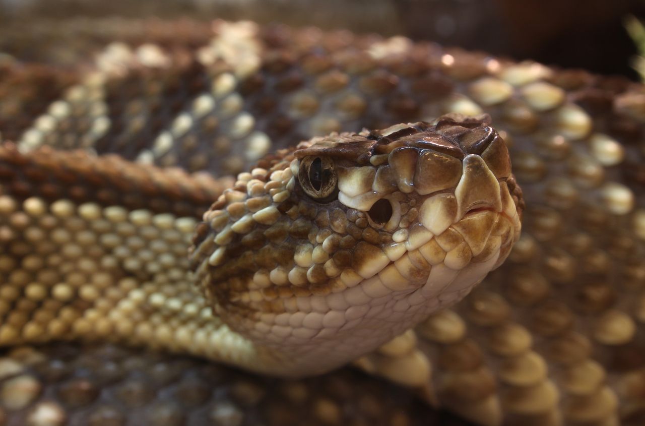 How to tell if a rattlesnake has moved in under your cabin (before it’s ...
