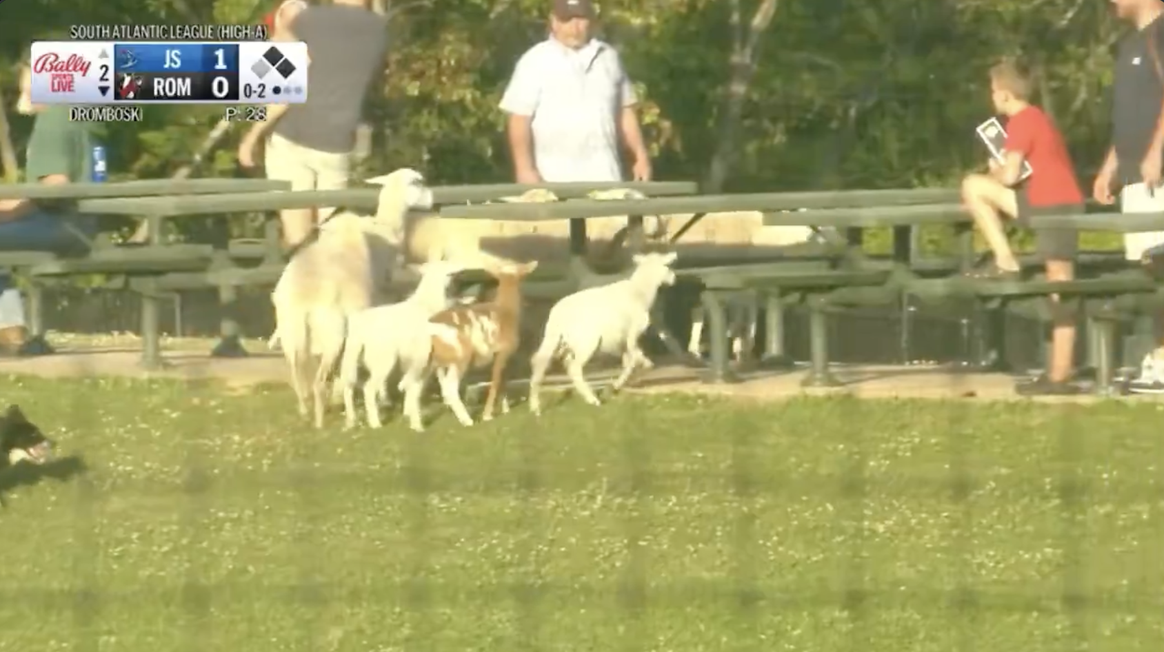 Sheep herd makes bizarre appearance at baseball game
