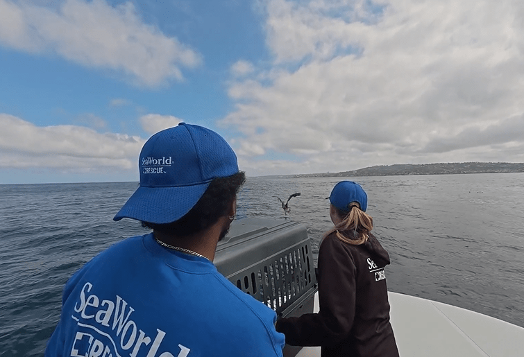 Watch: SeaWorld rescue team releases rehabilitated seabirds, sea lions