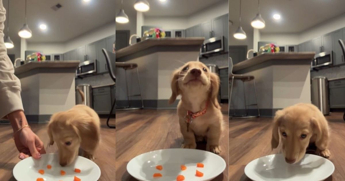 Tiny dog rushing to munch on carrot cubes melts hearts